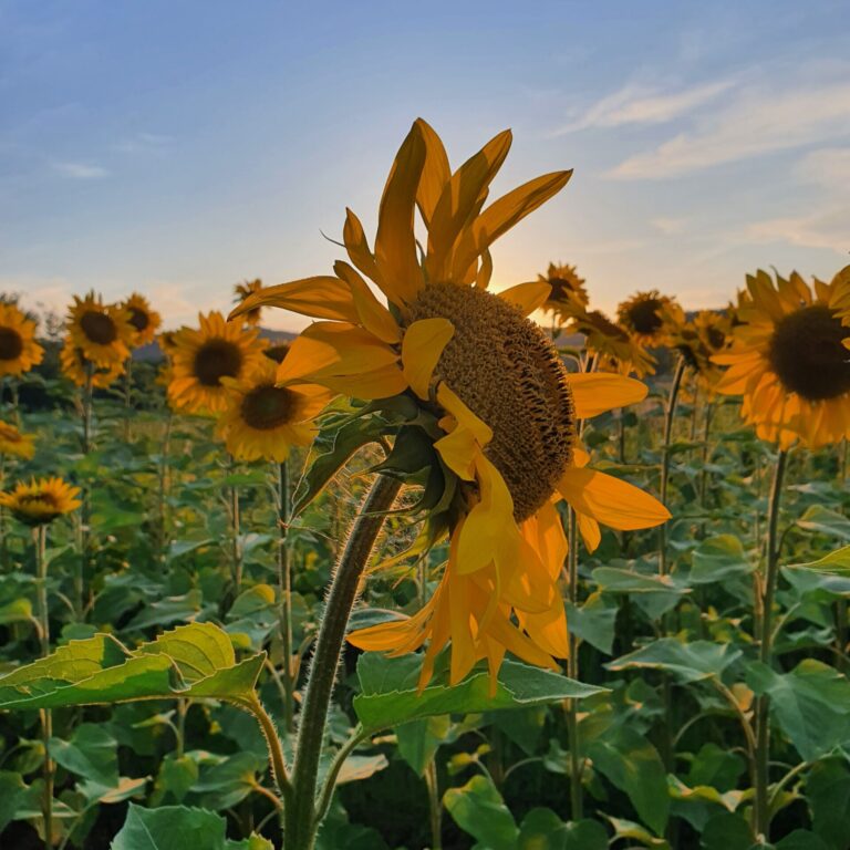 sunflower-field-in-front-of-our-domain-vierkant